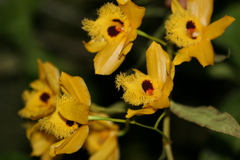 Dendrobium hookerianum
